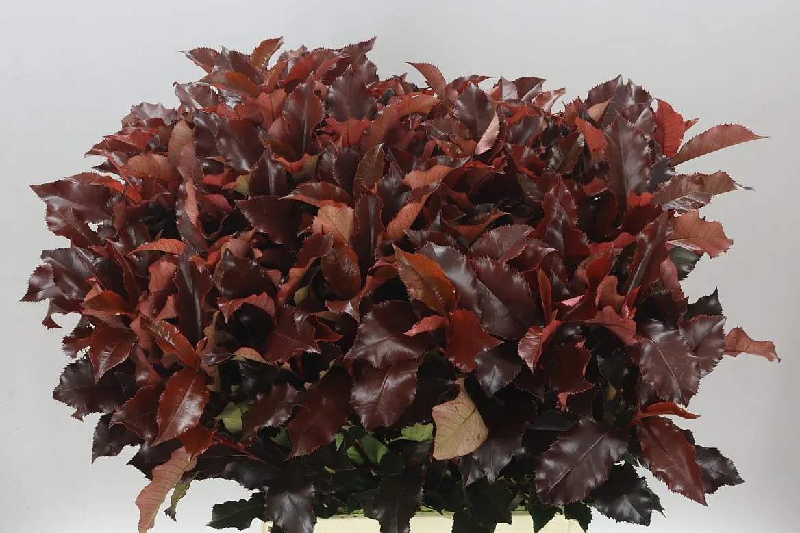 Photinia Magical Volcano • 80 cm