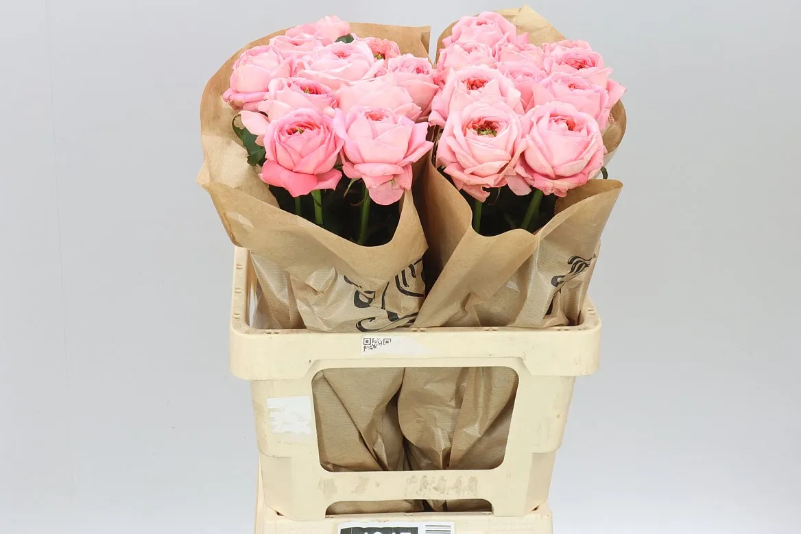 Rosa Gar Mirana Gardens! • 60 cm