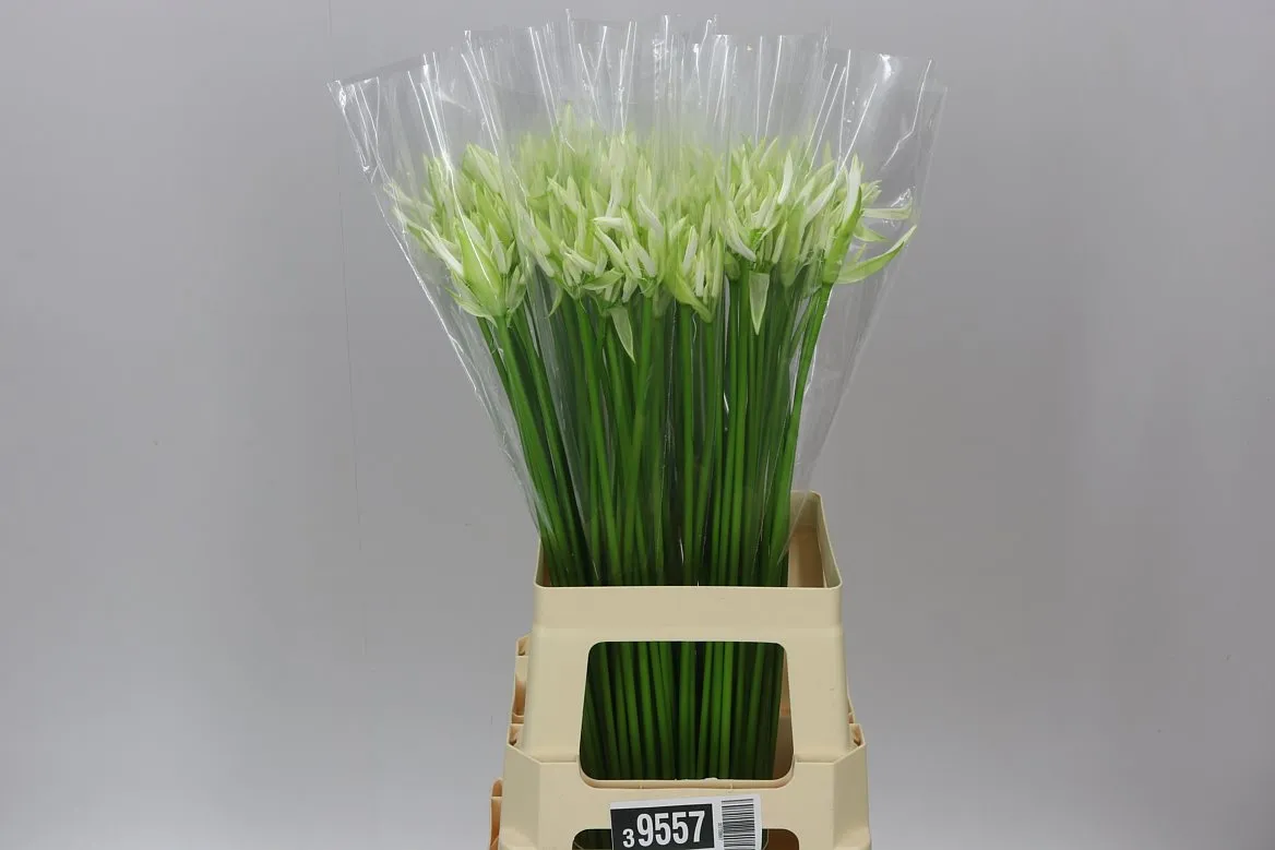 Nerine Bo White • 70 cm