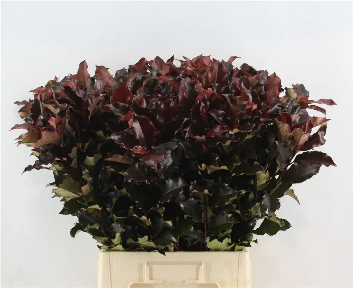 Photinia Magical Volcano • 80 cm