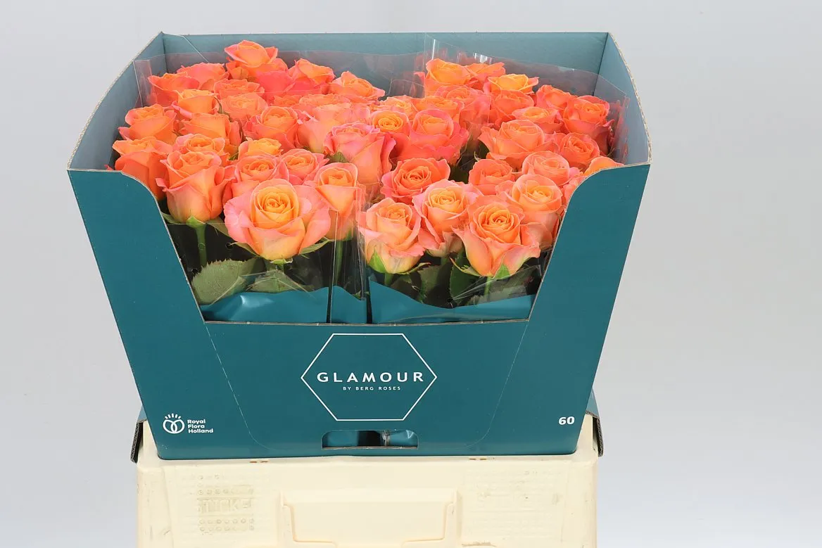 Rosa Gr Clarence?+ • 60 cm