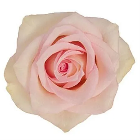 Rosa Gr Ec Ragazza • 50 cm