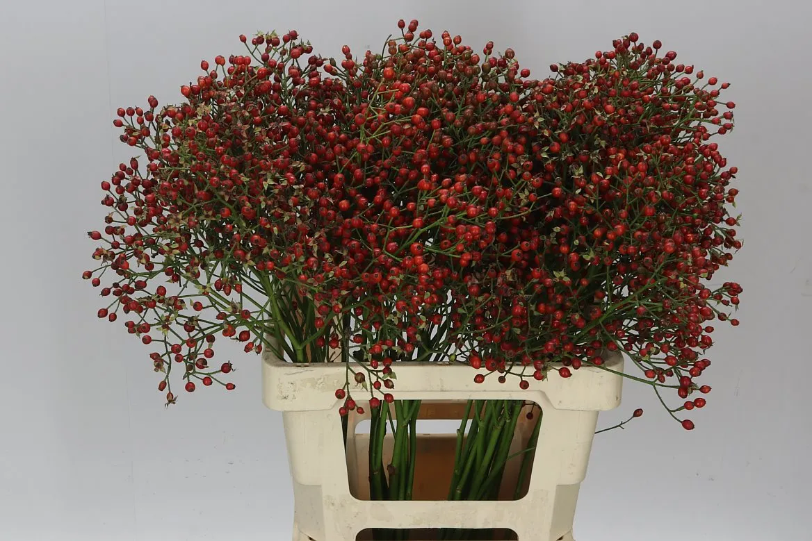 Rozenbottel Mag Red Cascade • 70 cm