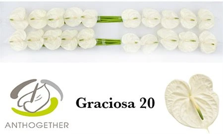 Antúrium Graciosa