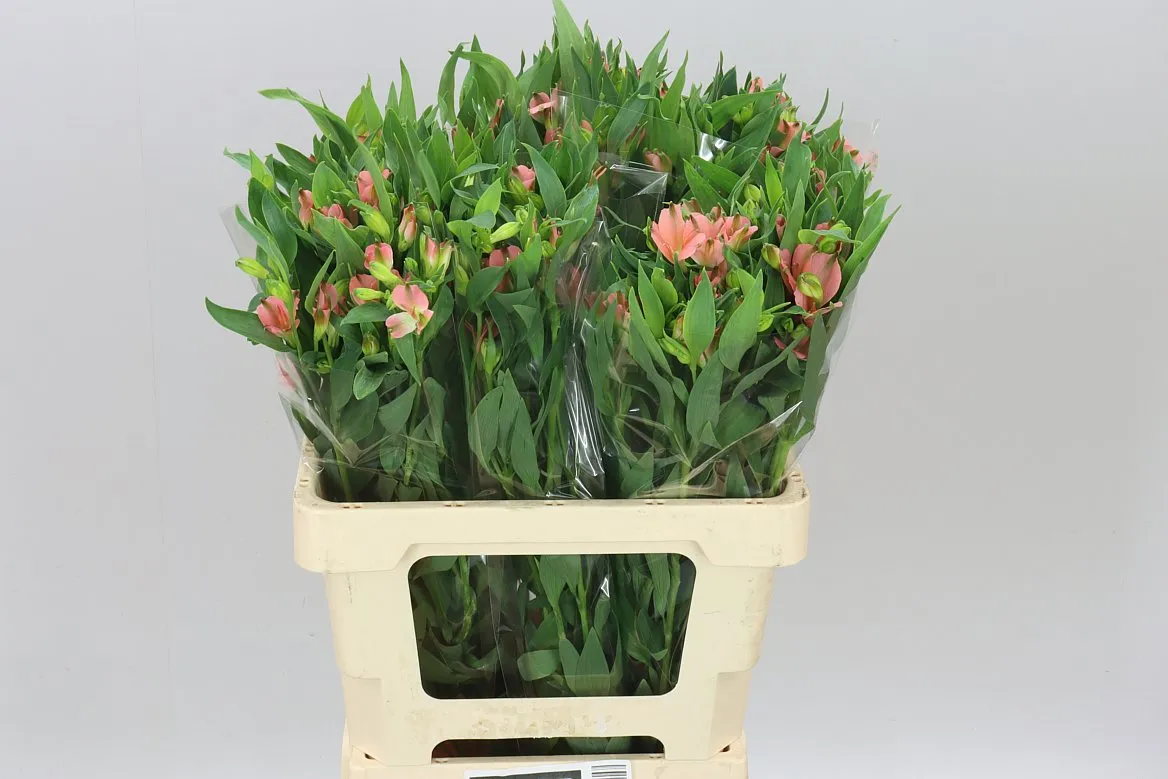 Alstroméria Charm Apricot • 60 cm