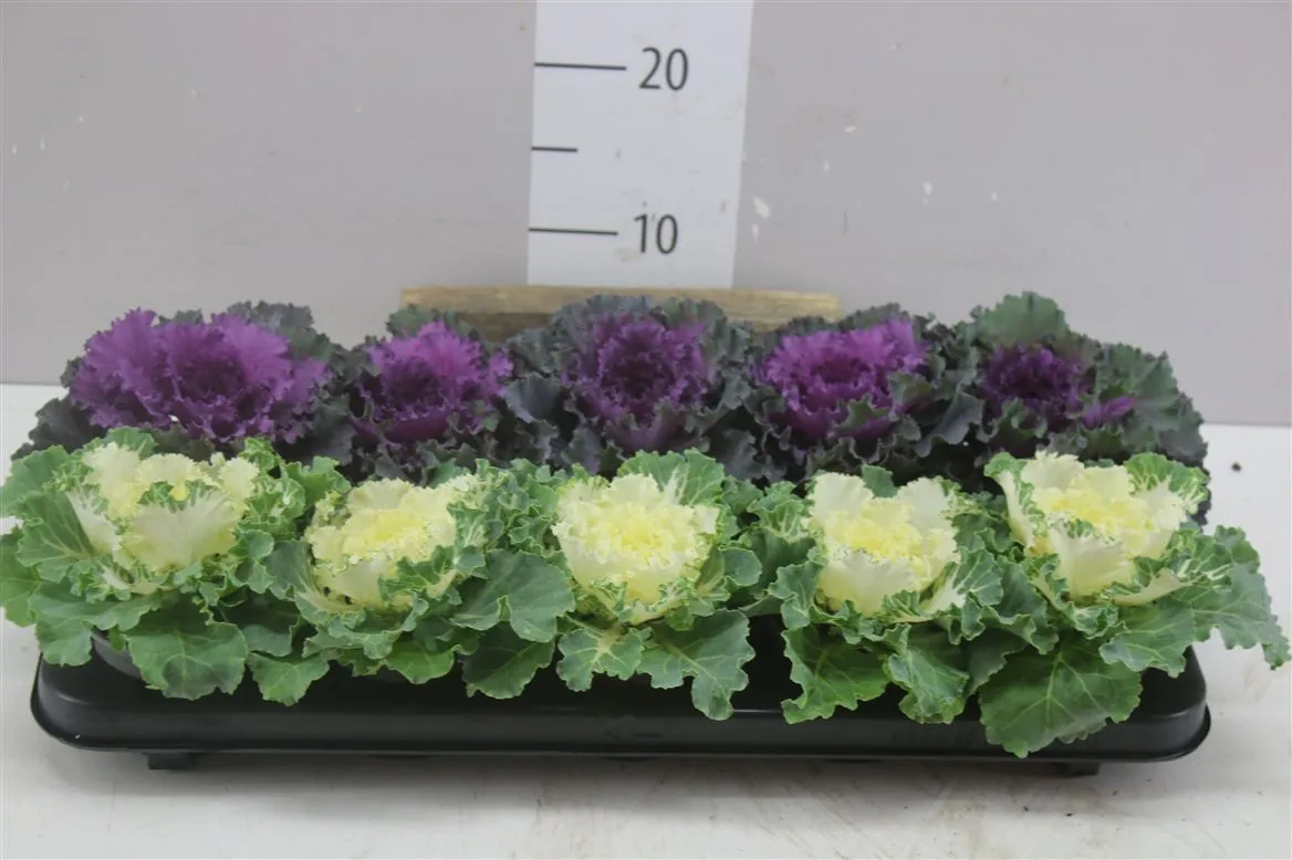 Brassica (sierkool) Gemengd • črepník 9 cm