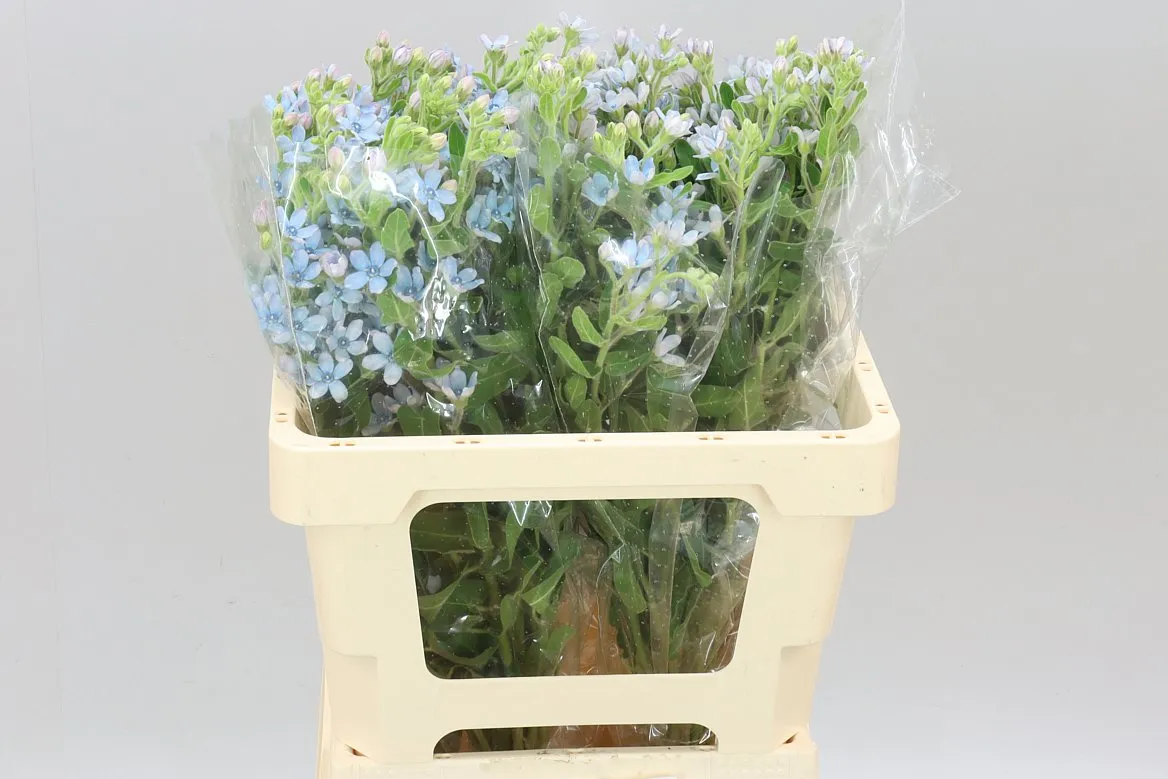 Oxypetalum Coeruleum • 55 cm