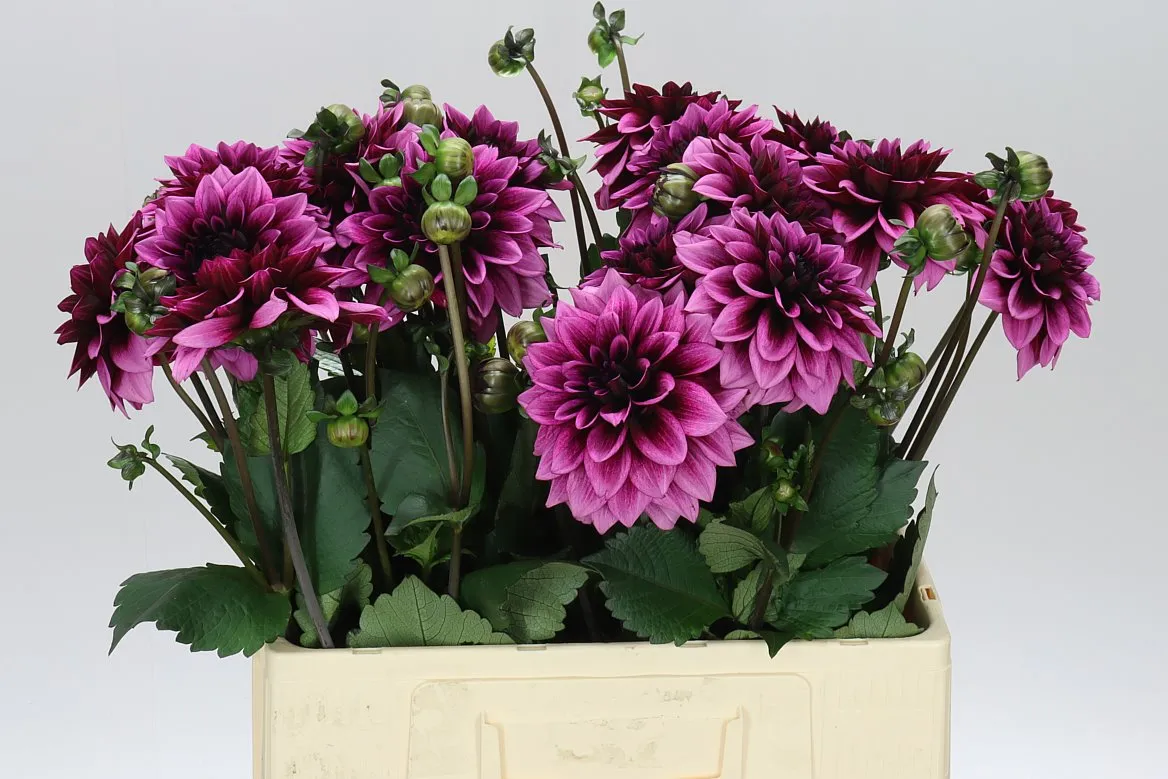 Dahlia Davina Michel • 50 cm