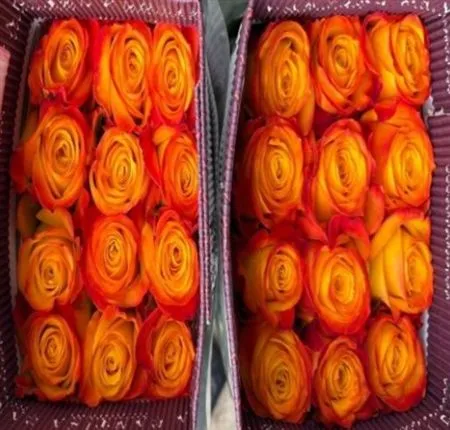 Rosa Gr Ec Summerlight • 60 cm