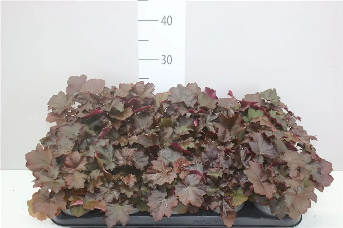 Heuchera • črepník 10 cm