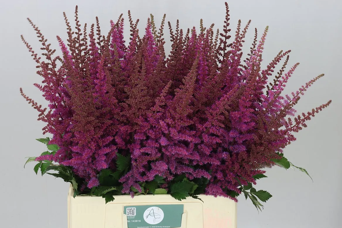 Astilbe Maggie Daley • 70 cm