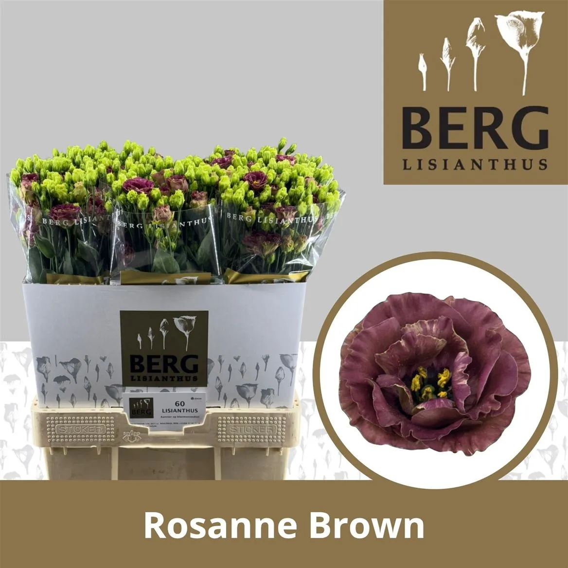 Eustóma plnokvetá Rosanne D Brown • 70 cm