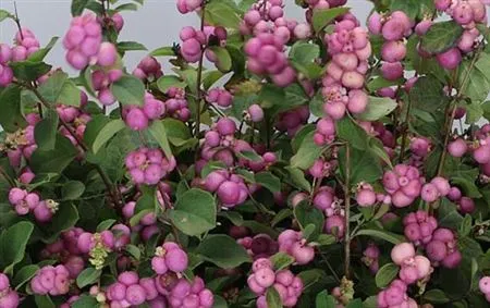 Symph Cerise • 70 cm
