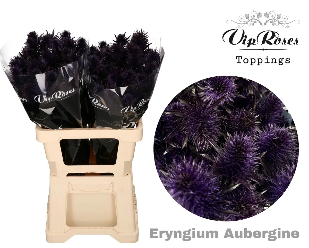 Eryngium Supernova Aubergine 60cm • 60 cm