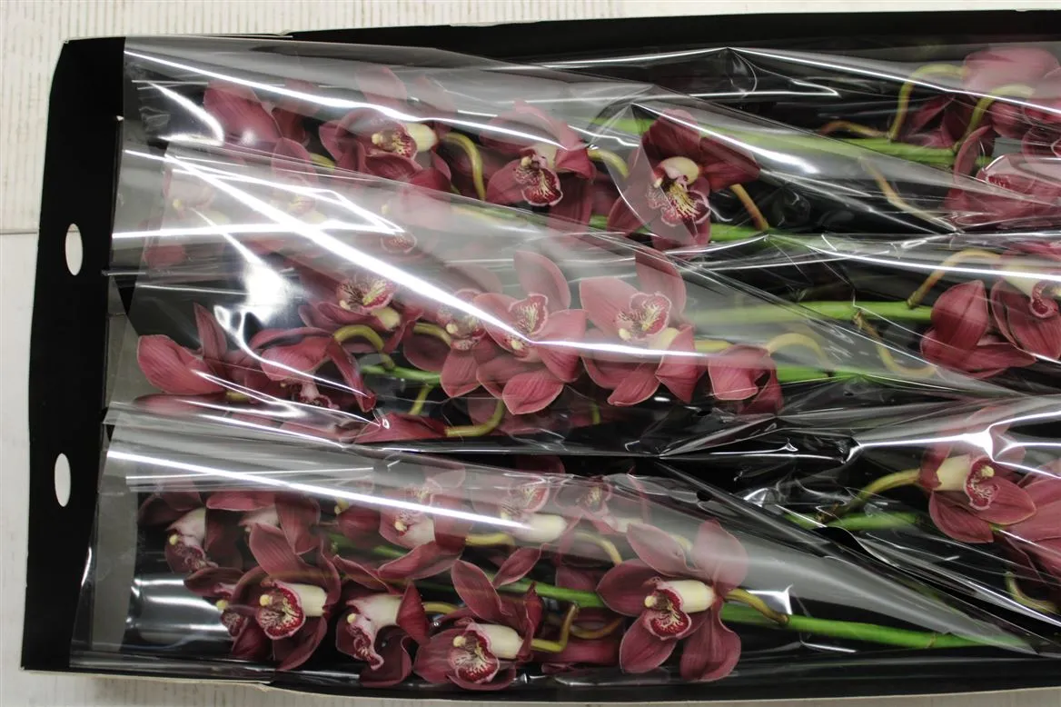Orchidea Cymbidium Vulcan, celá stonka • 80 cm
