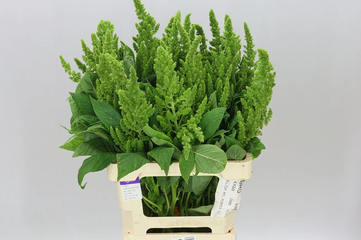 Amarant Green Thumb • 55 cm