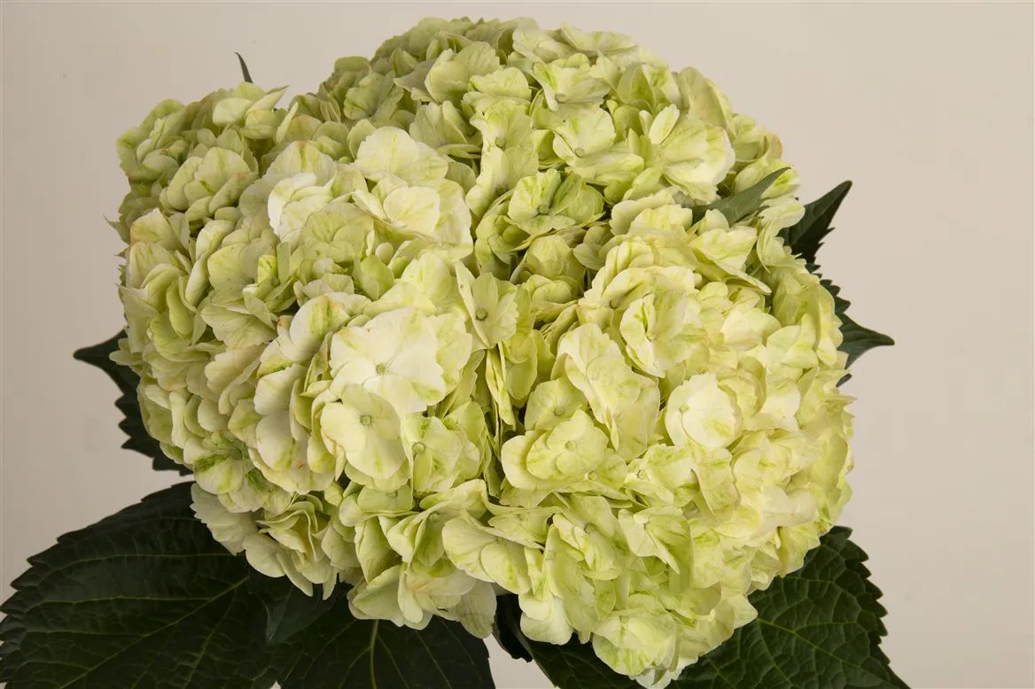 Hortenzia Green Pale • 60 cm