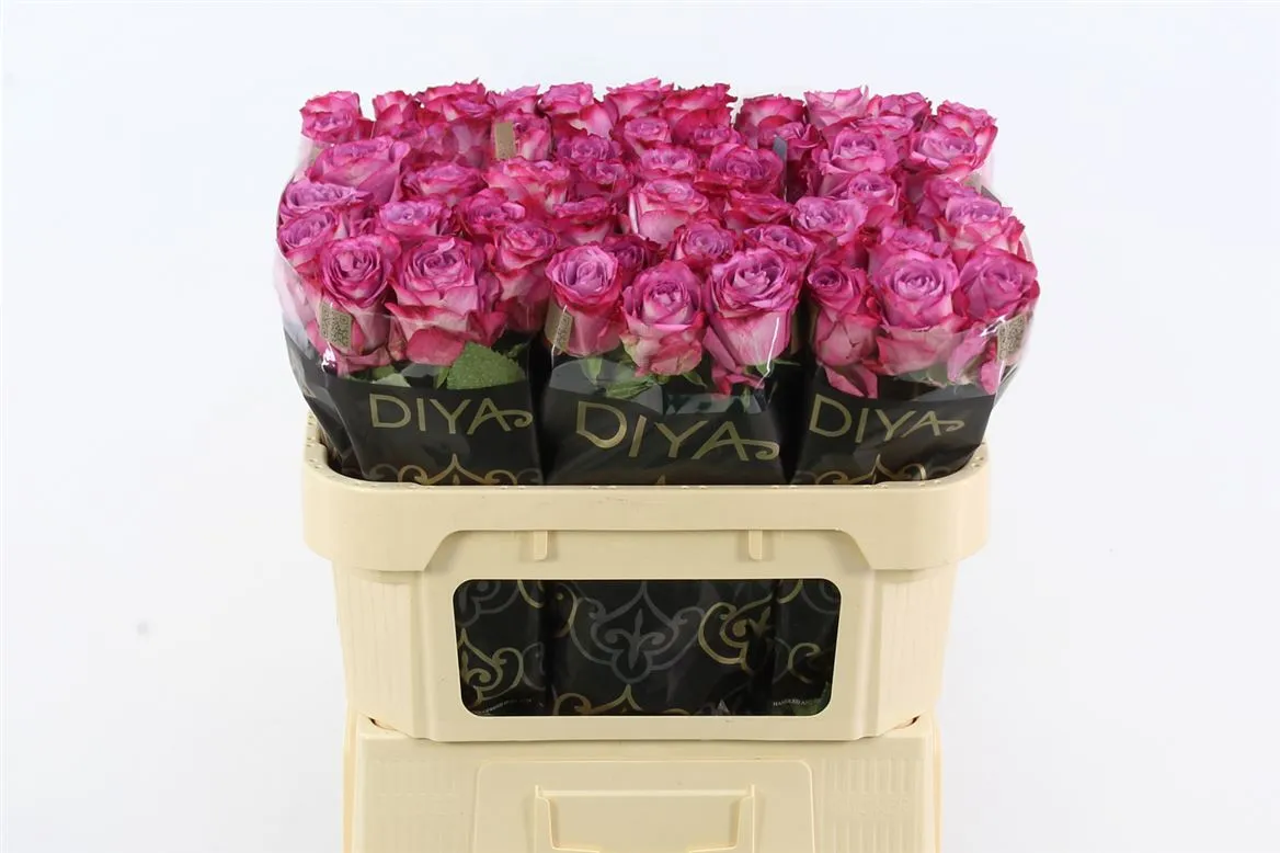 Rosa Gr Garcia • 70 cm