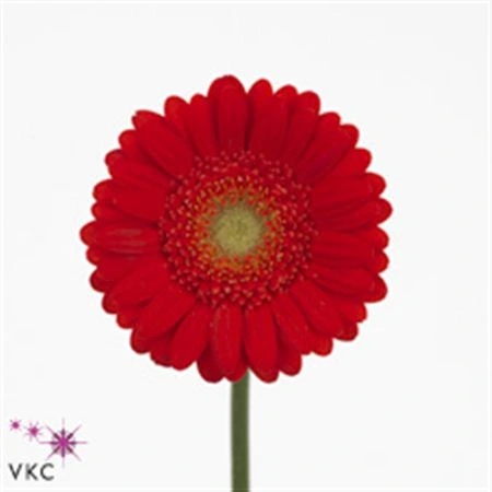 Germini Aqua ostatné Red X80 • 50 cm