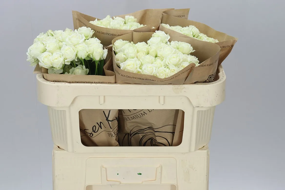 Rosa Tr White Bubbles • 60 cm