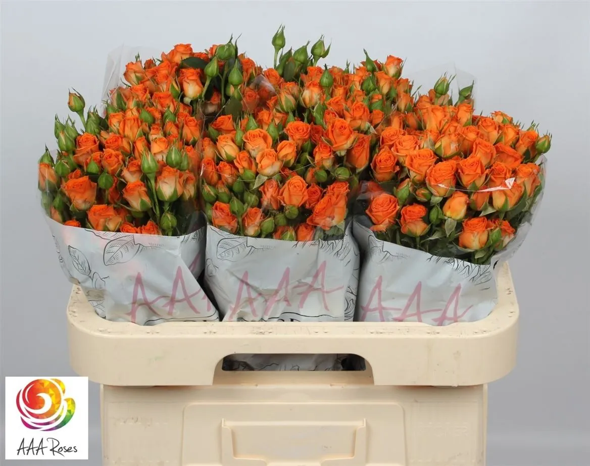 Rosa Tr Picanto • 60 cm