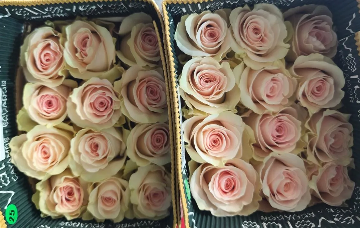 Rosa Gr Ec Fancy Dreams • 60 cm