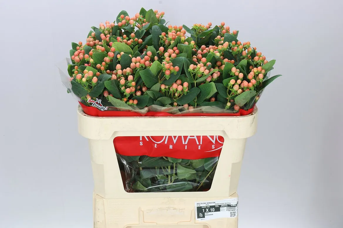 Hyp Spray Mellow Romance • 70 cm