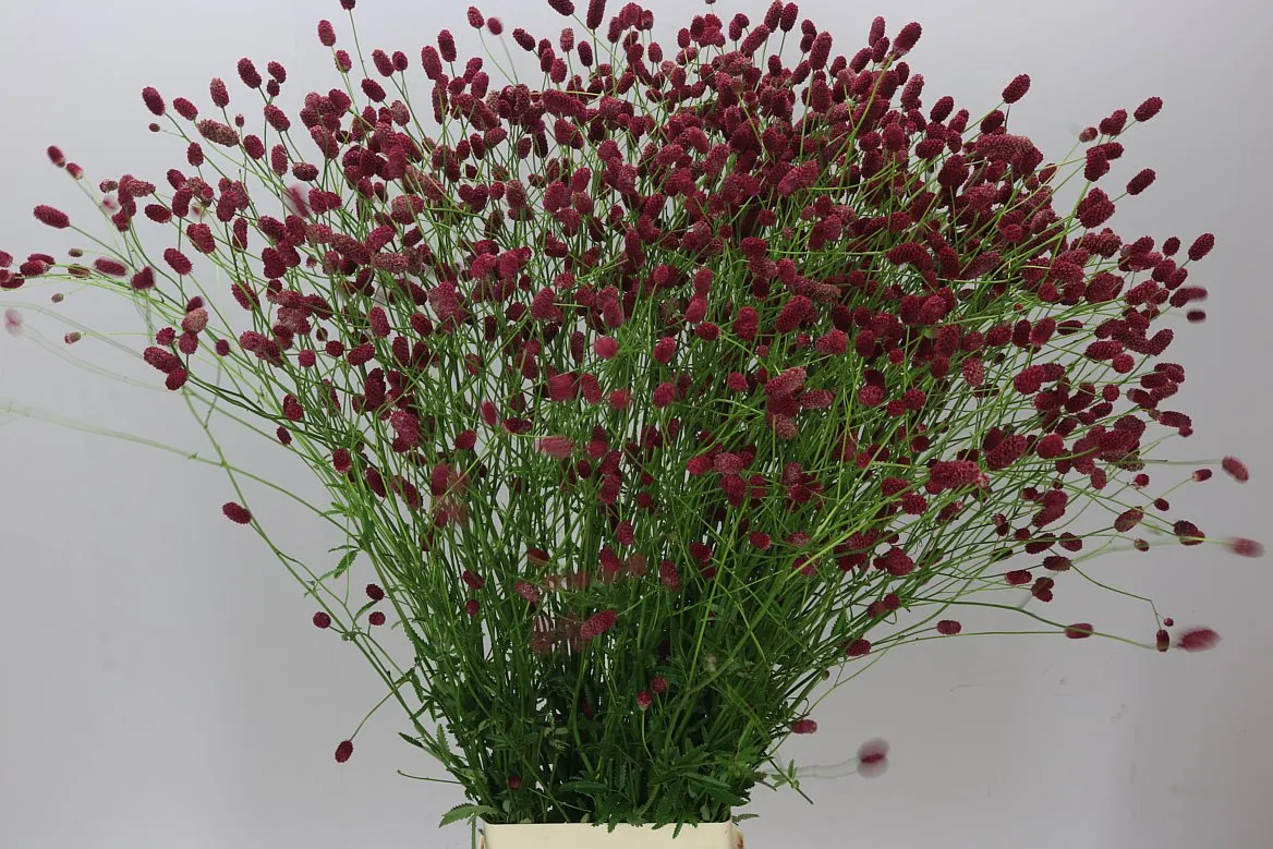 Sanguisorba Off Arnhem • 100 cm