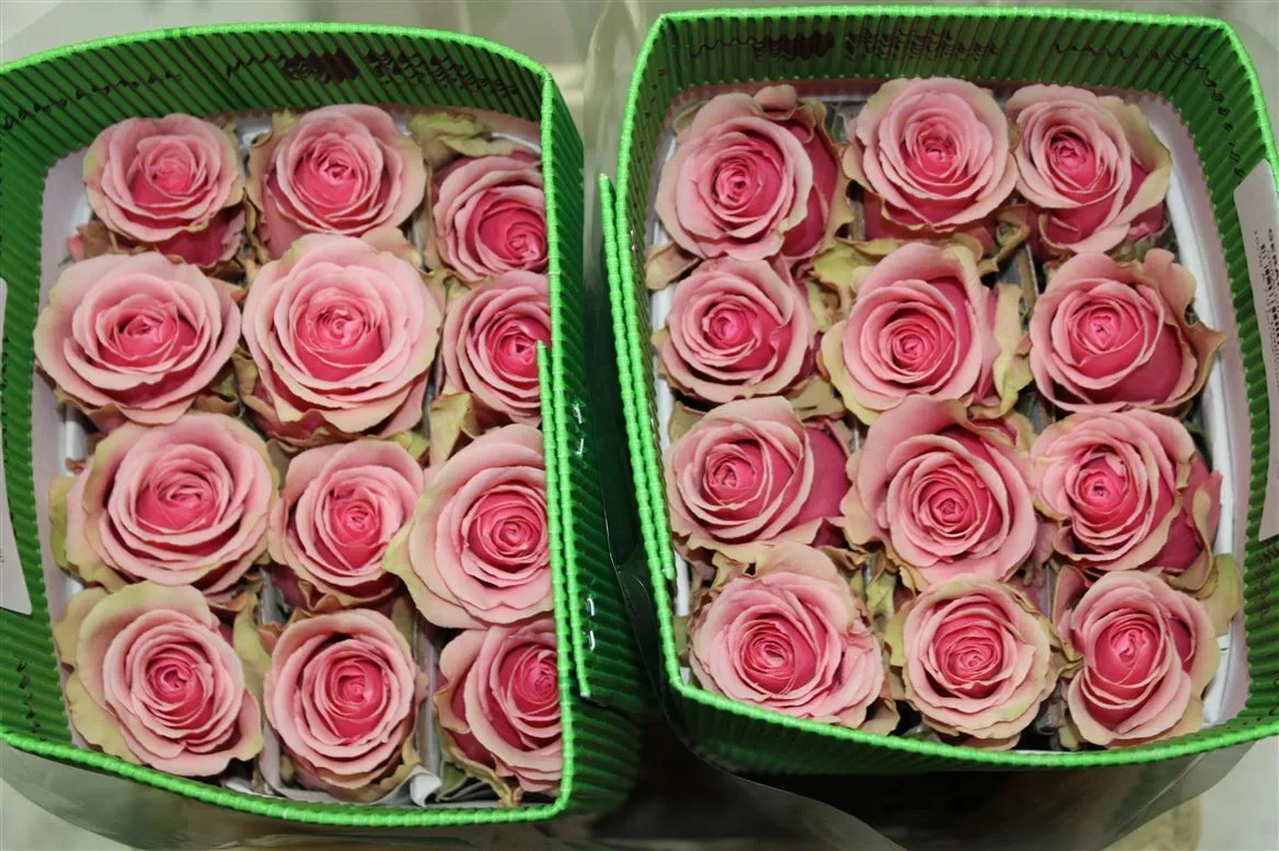 Rosa Gr Ec Geraldine • 40 cm