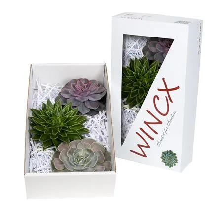 Echeveria Wincx Mix • 20 cm