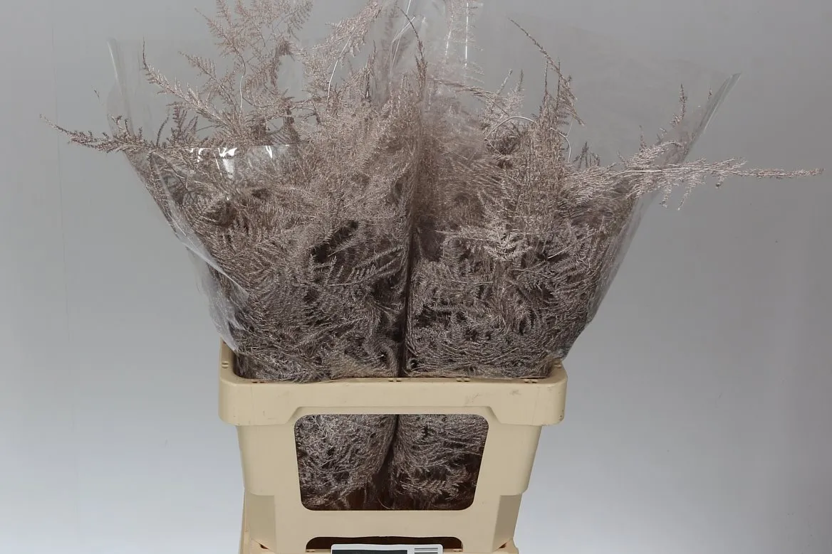 Asparágus Extra Veren Champagne • 65 cm