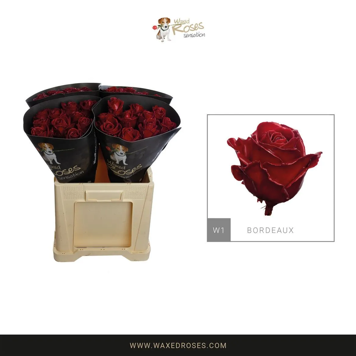 R Wx Bordeaux W1 • 60 cm