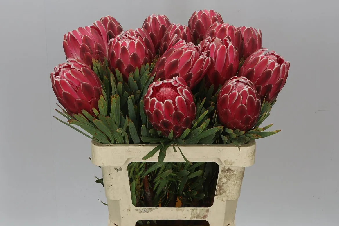 Protea Venus • 60 cm