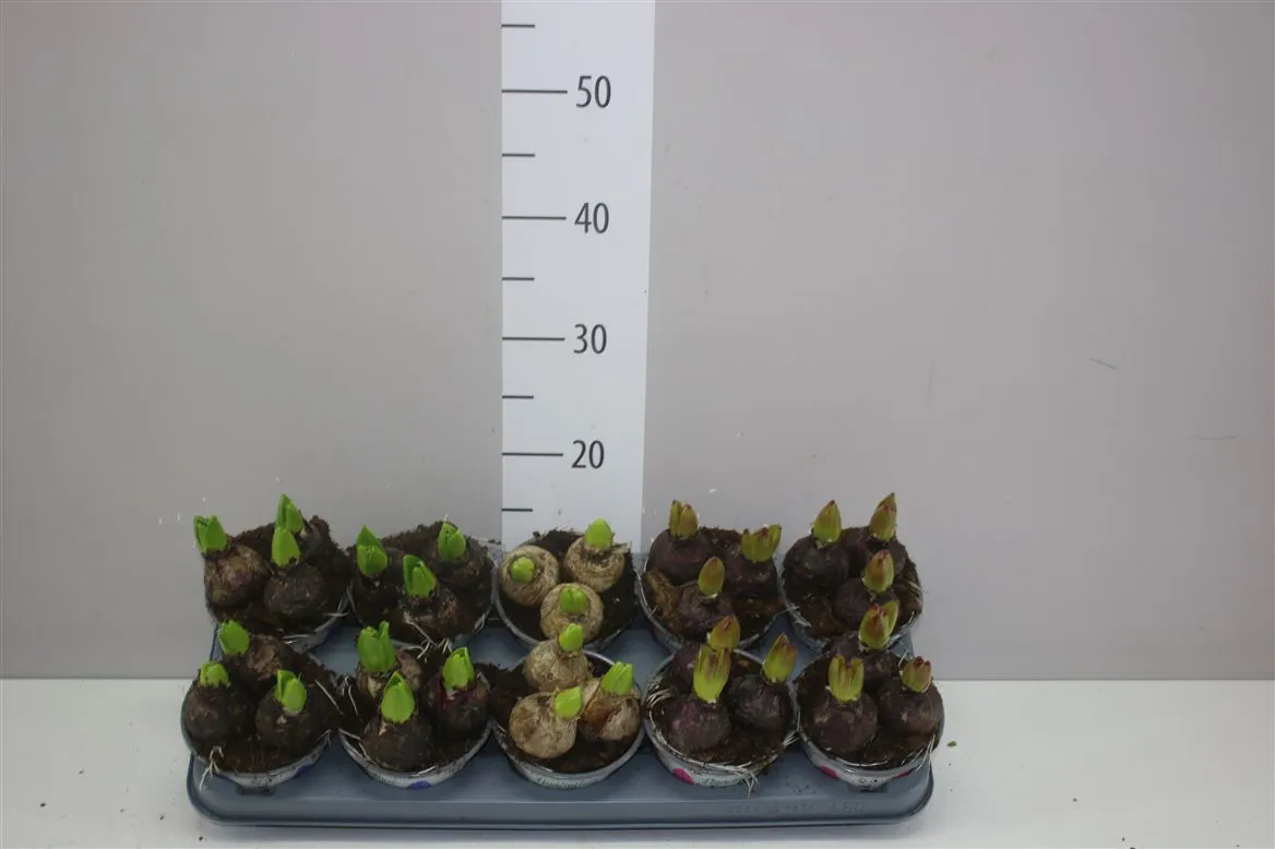 Hyacinthus Gemengd 3pp • črepník 12 cm