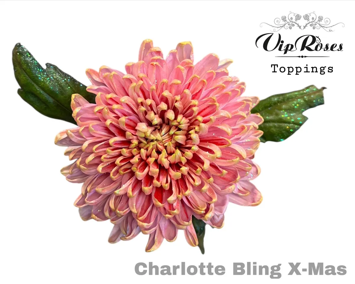 Chryzantéma veľkokvetá Charlotte Bling Xmas • 70 cm