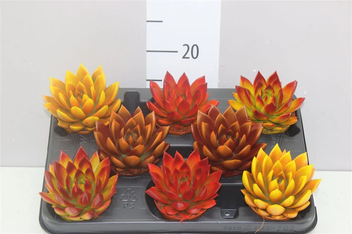 Echeveria Miranda Bicolor Herfst • črepník 8,5 cm