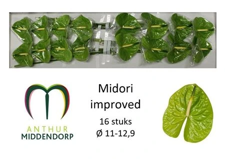 Antúrium Midori Improved