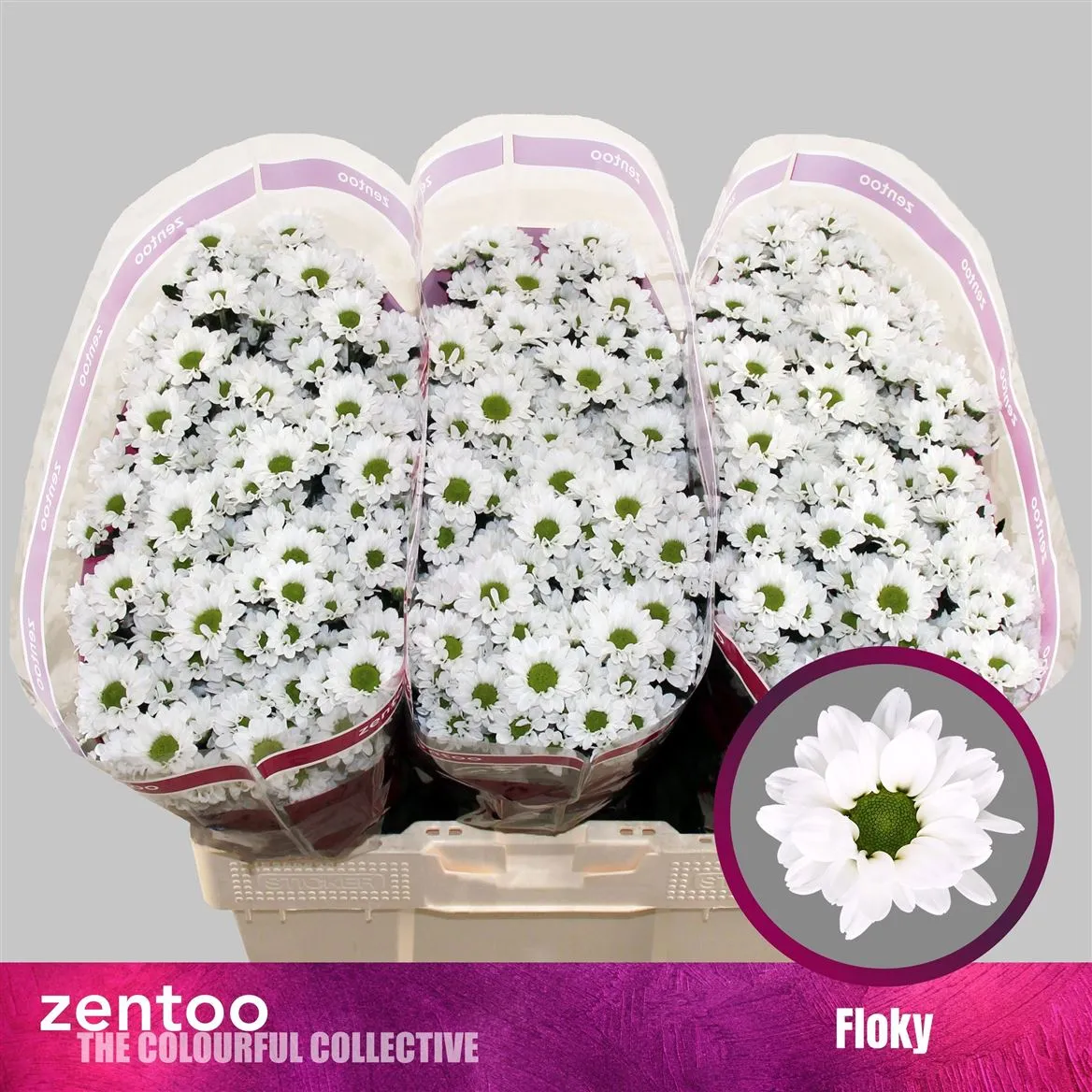 Sant Floky • 55 cm
