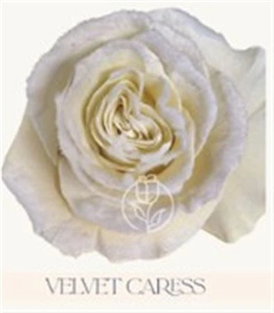 Ruža farbená Velvet Caress, Ekvádor • 50 cm