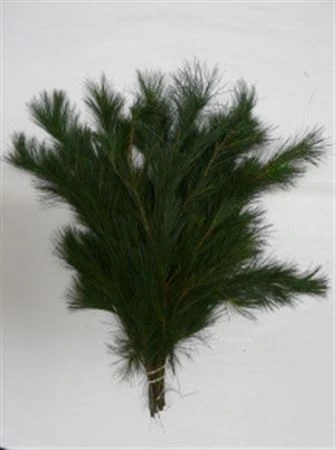 Borovica Handbos X 10 • 65 cm