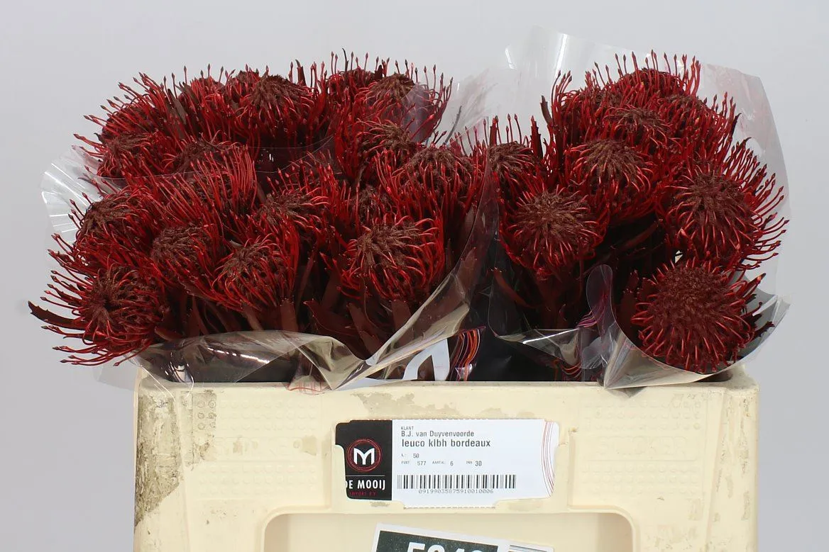 Leucospermum farbené Bordeaux • 50 cm