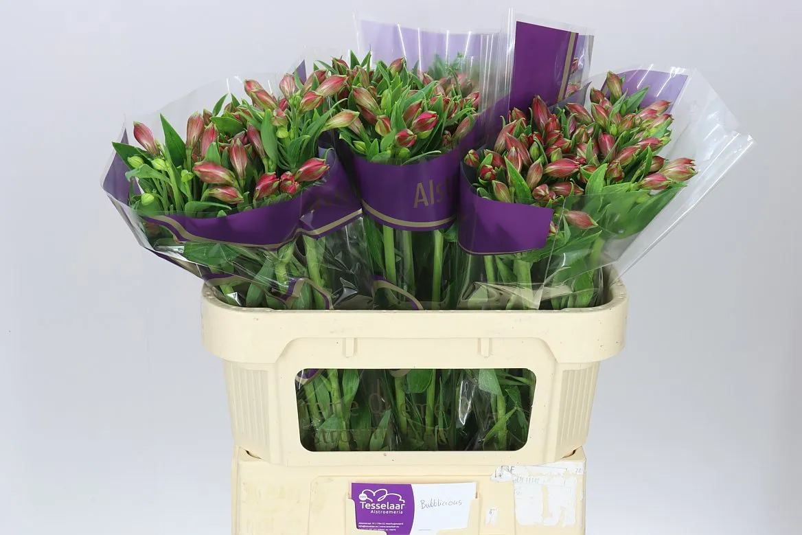 Alstroméria Bubblicious Xl • 75 cm