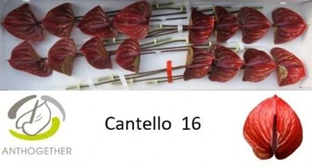 Antúrium Cantello