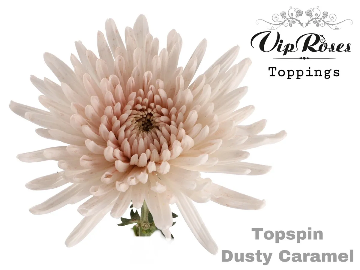 Chryzantéma veľkokvetá Topspin Dusty Caramel • 70 cm