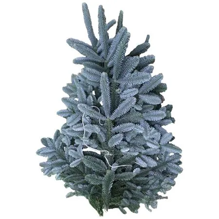 Nobilis (5kg) • 50 cm
