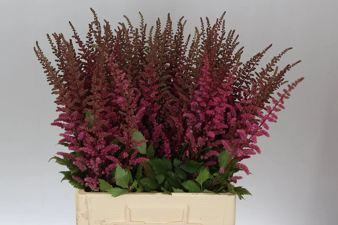 Astilbe Maggie Daley • 70 cm