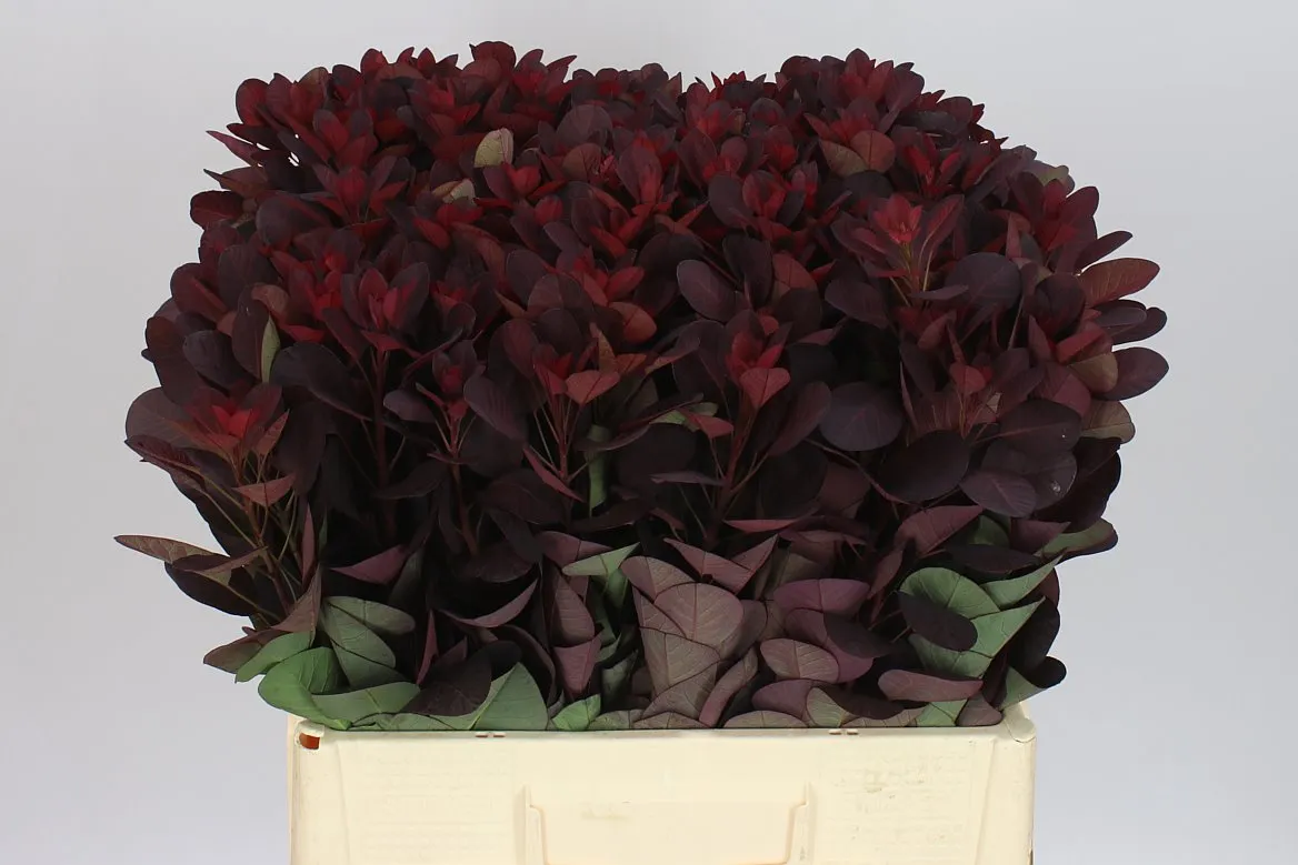 Cotinus C Red • 60 cm