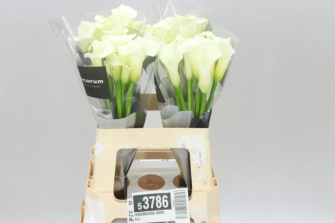 Zant White Flirt • 60 cm