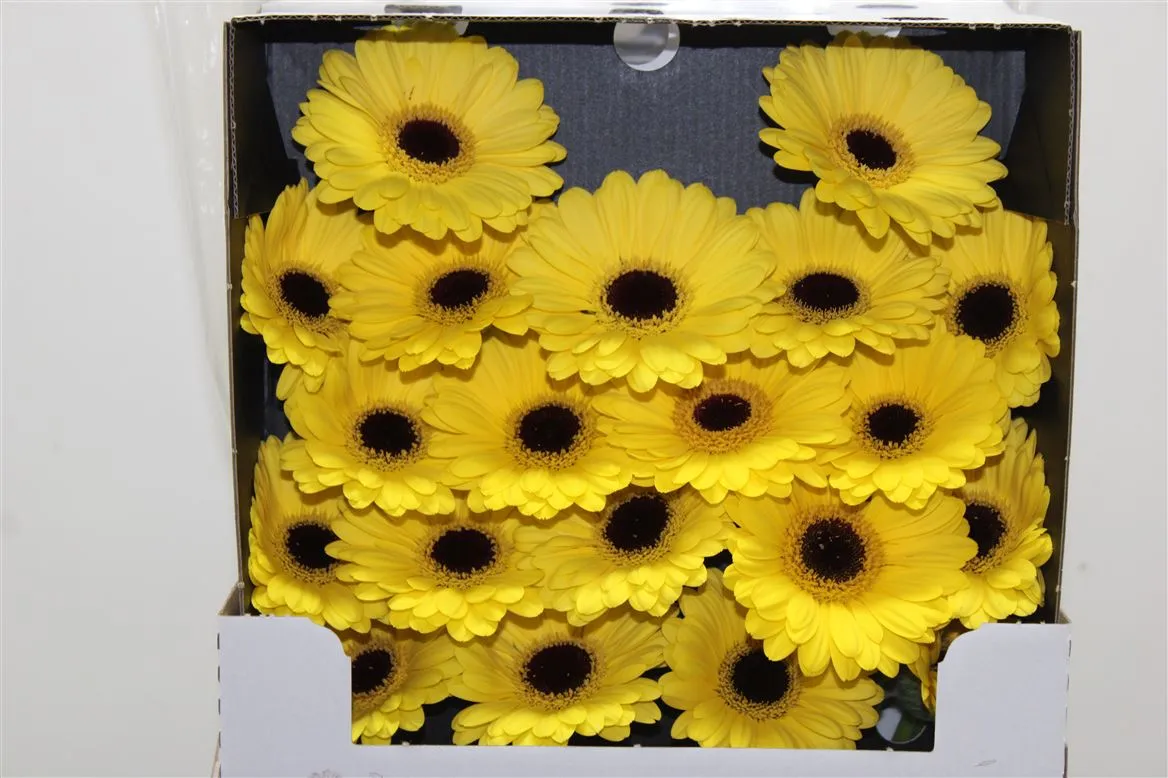 Germini Diamond Sunshine • 55 cm