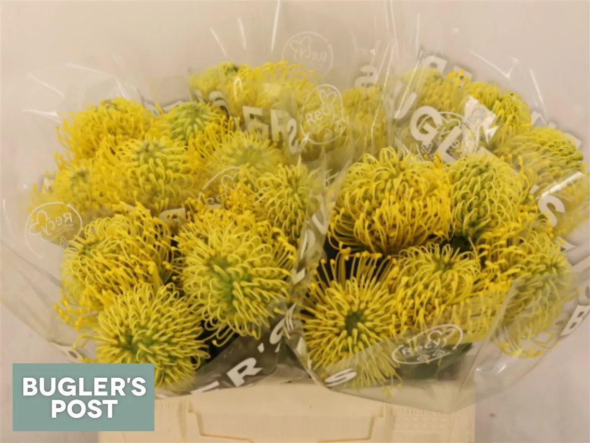 Leucospermum High Gold • 40 cm